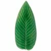 Costa Nova - Riviera Tomate Strelizia Leaf 40cm
